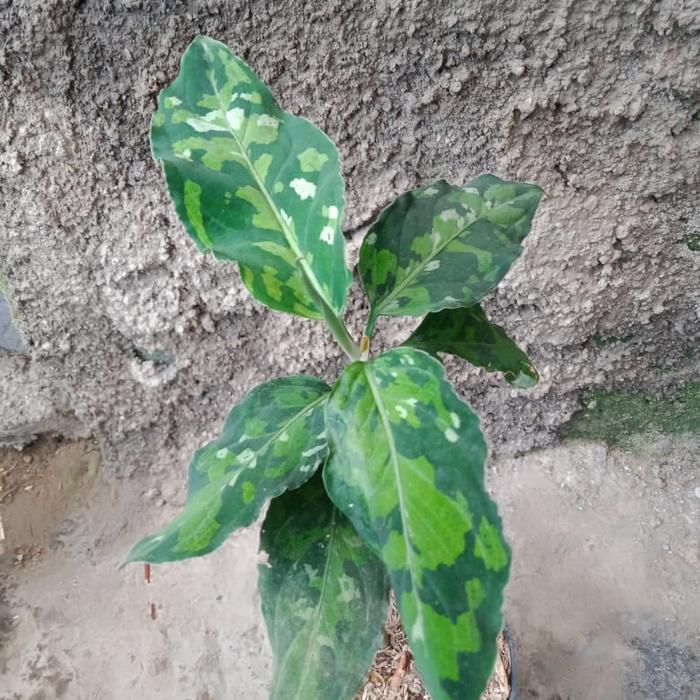 pictum tricolor