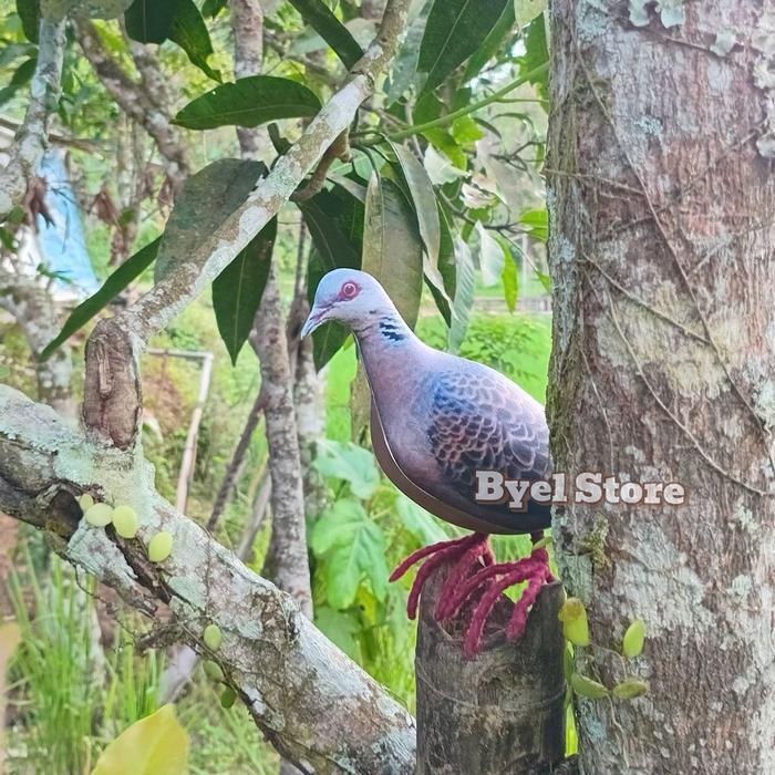 Swaylineshop Patung Merpati Eropa / Jontrot Perkutut