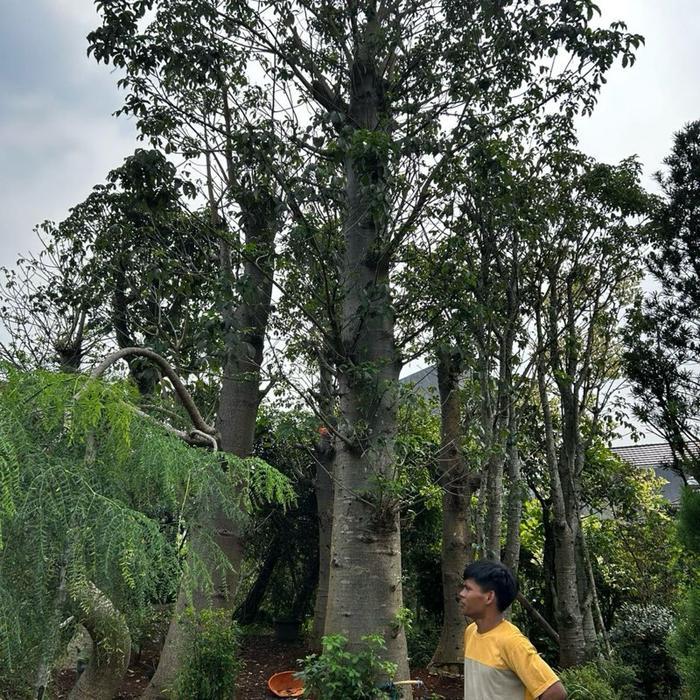 Pohon Pelindung Baobab Tree Afrika Siap Tanam