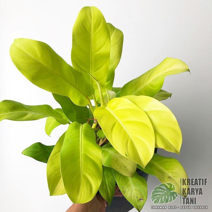 Tanaman hias sirih gading lemon - Tanaman sirih gading centong