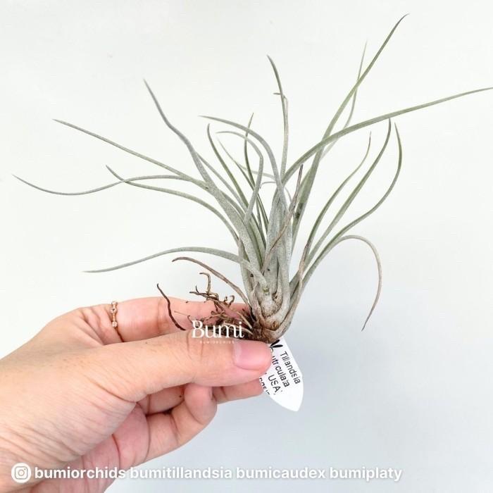 Tillandsia utriculata - BUMI Air Plant Tanaman Udara