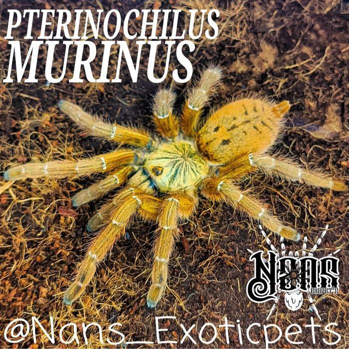 NEW PRODUCT TARANTULA ORANGE BABOON TARANTULA PTERINOCHILUS MURINUS SLING ~NANS EXOTICPET'S~