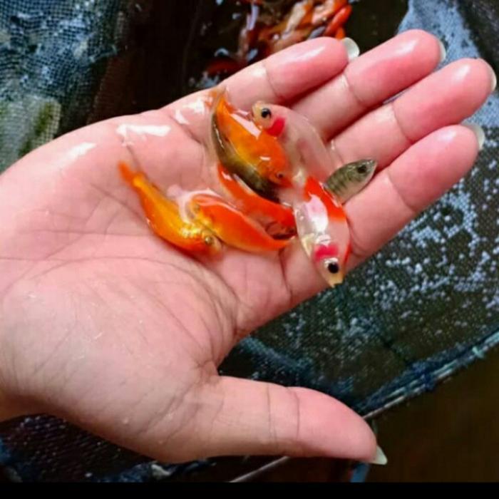 Pakan Ikan Predator, Anakan Ikan Mas