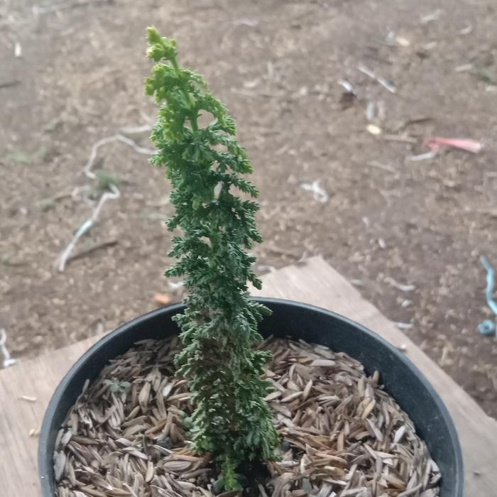 Bibit Bonsai Cemara Hinoki / Sekka Inoki