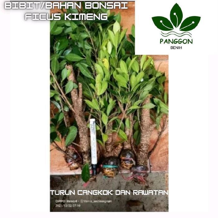 Bibit Bonsai As Kimeng Besar Batang Jempol Kaki