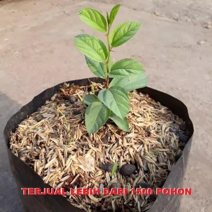 "New" Bibit Bidara Arab Pohon Bidara Daun Bidara Untuk Ruqyah