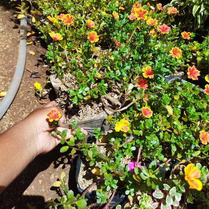 Tanaman Hias Bunga - Tanaman Bunga Krokot - Krokot Bunga Batik - Portulaca Tiger Crown - Krokot