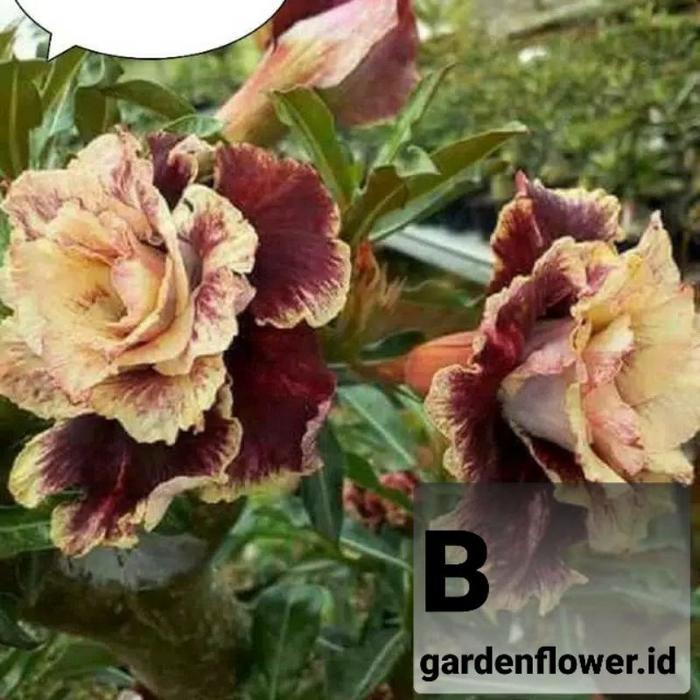 Kemboja Jepang - Adenium Tumpuk - Kamboja Jepang/ADENIUM BUNGA TUMPUK/ADENIUM BONGGOL BESAR/ADENIUM