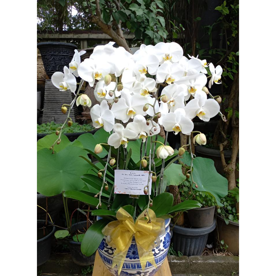 ANGGREK BULAN DEWASA RANGKAIAN 6 POHON TERMASUK POT KERAMIK
