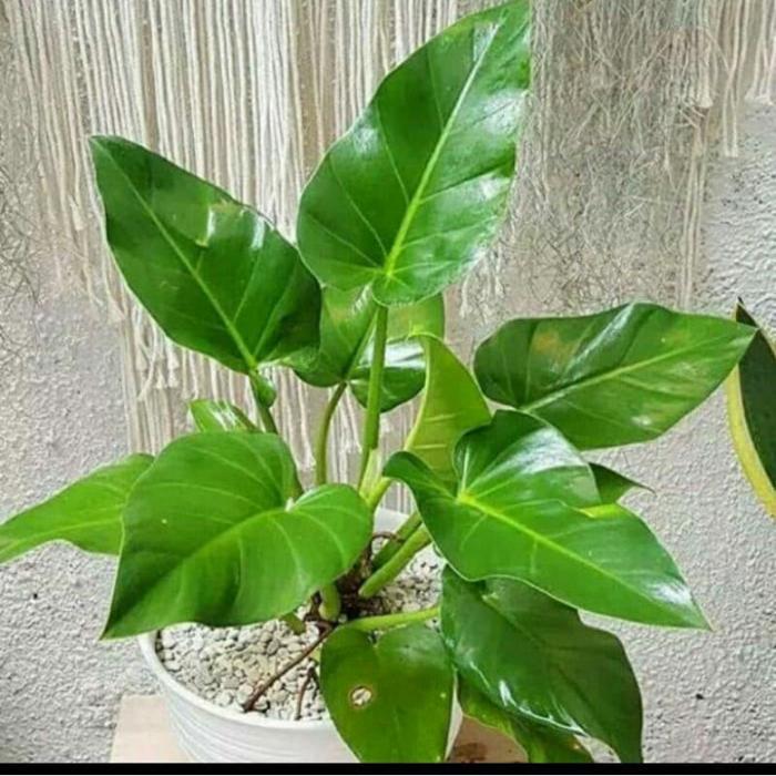 Tanaman Fillow Marbel Tinggi -+60Cm + Pot