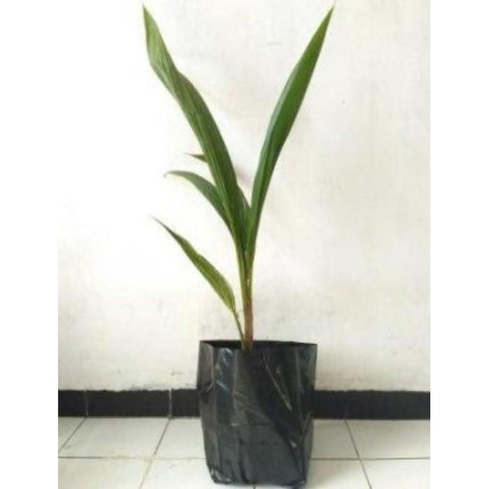 bibit kelapa hibrida benih pohon tanaman buah bisa untuk bonsai taman TANBULAPOT