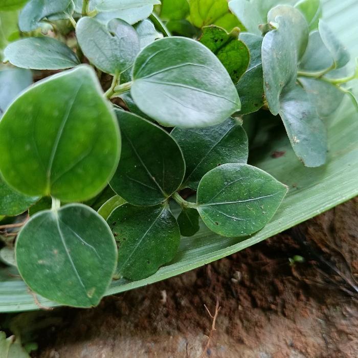 Swaylineshop Bibit Lada Siap Tanam/Bibit Unggul Siap Tanam Per 10 Bibit