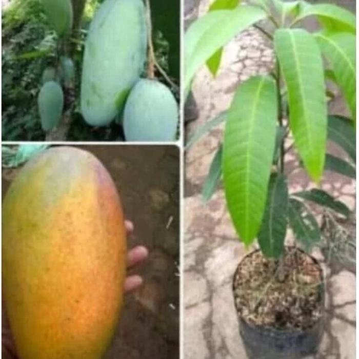 Bibit Pohon Buah Mangga Kiyojay