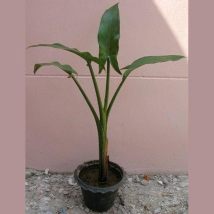 Thebest- Tanaman Hias Pisang Amazon Madagascar