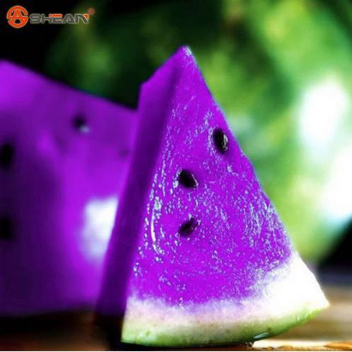 Bibit Biji Buah Semangka Manis Ungu / Sweet Purple Watermelon