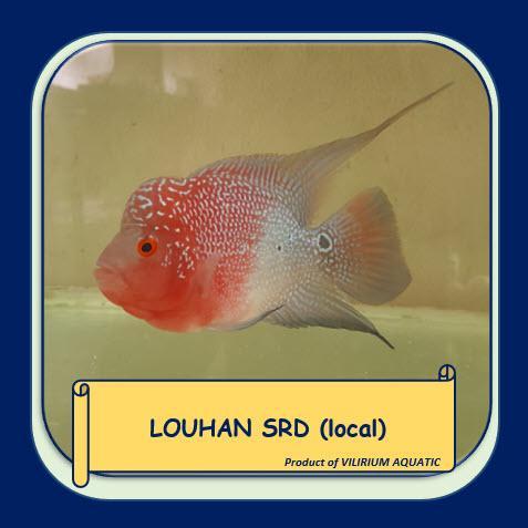 TEREMURAHTERLARIS READY SILAHKAN DIORDER IKAN HIAS AIR TAWAR - LOUHAN SUPER RED DRAGON (SRD)