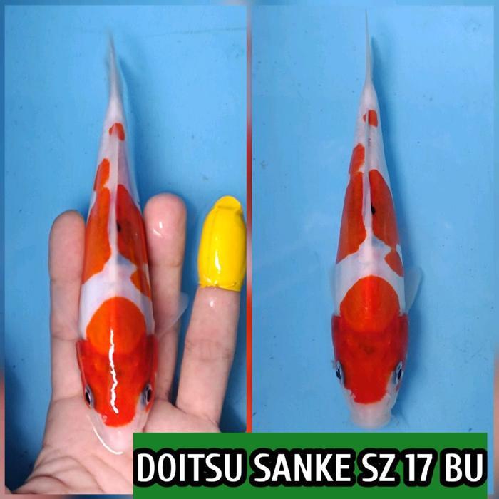 TEREMURAHTERLARIS READY SILAHKAN DIORDER KOI BLITAR SANKE DOITSU READY KOHAKU SHOWA KUJAKU KARASI