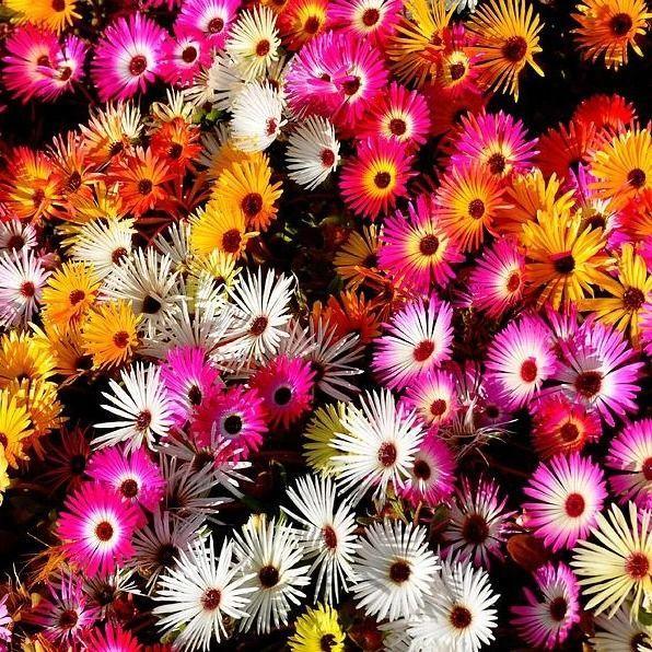 "New" Biji Bibit Benih Tanaman Hias Bunga Kertas DAISY LIVINGSTONE Mix Warna - Isi 200 biji