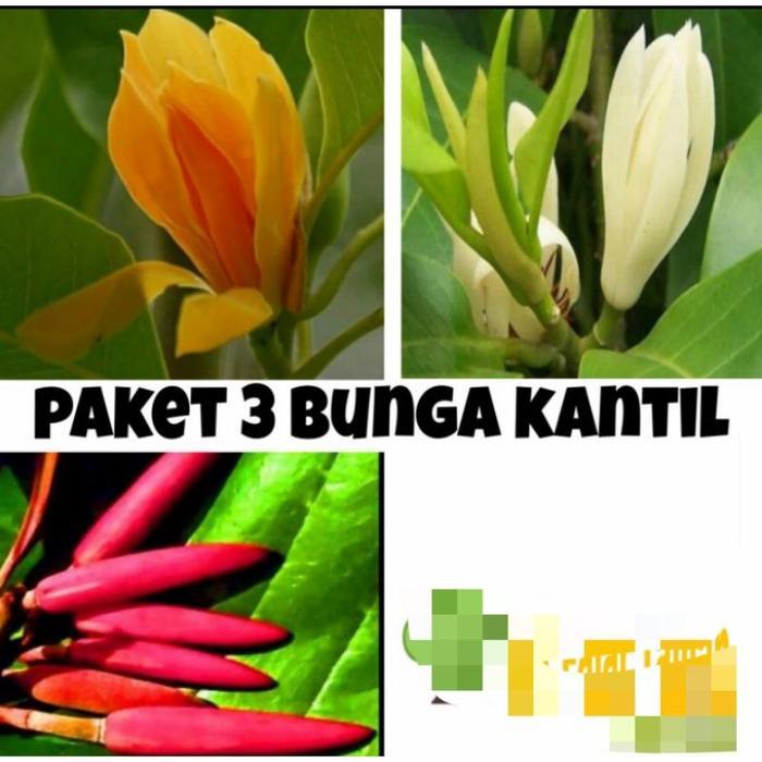 Koralineshop Paket Tanaman Bunga Kantil Putih Kantil Merah & Kantil Kuning / Bunga Cempaka Merah