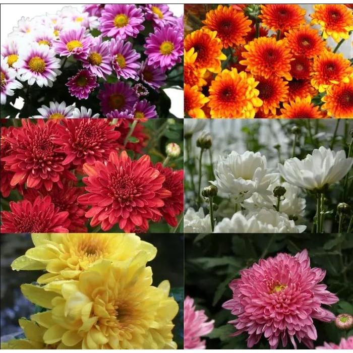 30 Biji / Benih Bibit Bunga Krisan Mix Color
