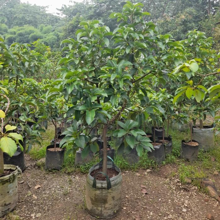 Pohon Buah Alpukat Miki Tinggi 2M - Bibit Alpukat Miki Siap Berbuah