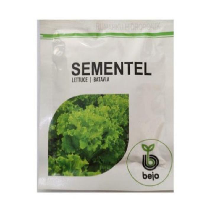 Benih Bibit Selada Sementel 1000 Biji Bejo Batavia Lettuce Hidroponik
