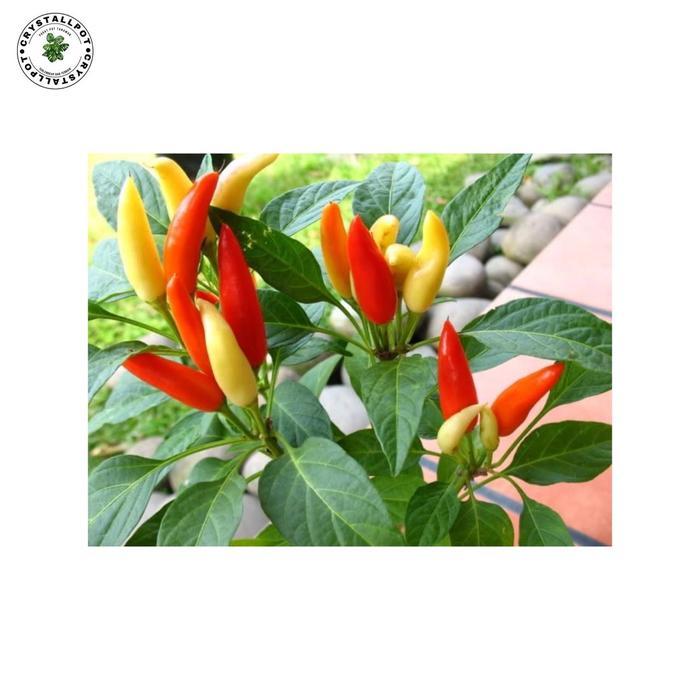 Benih Bibit Cabe Rawit Hijau Benih Unggul Jawara - CABE RAWIT CATAS