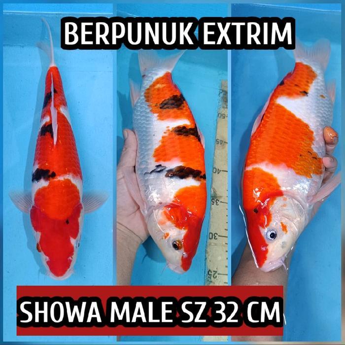 TEREMURAHTERLARIS READY SILAHKAN DIORDER KOI BLITAR SHOWA READY KOHAKU CHAGOI SANKE SHUSUI DLL