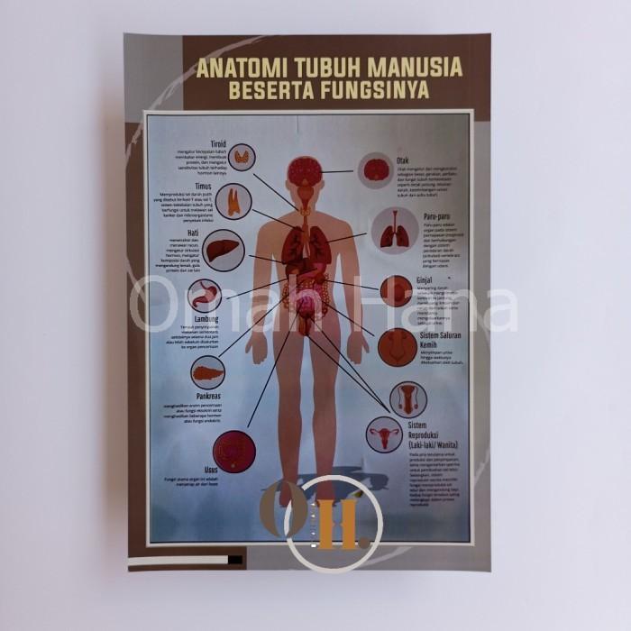 Poster Anatomi Tubuh Manusia - Poster Fungsi Tubuh Manusia