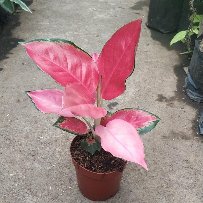 Tanaman Aglaonema Red Majesty