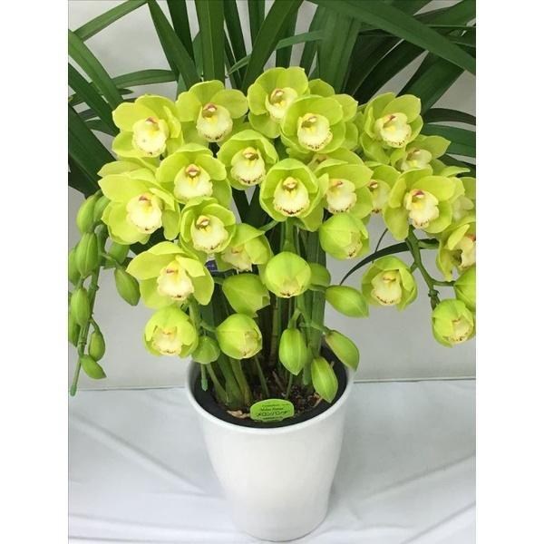 TERLARIS Anggrek cymbidium beauty green-anggrek cymbidium hidup-anggrek-cymbidium-tanaman