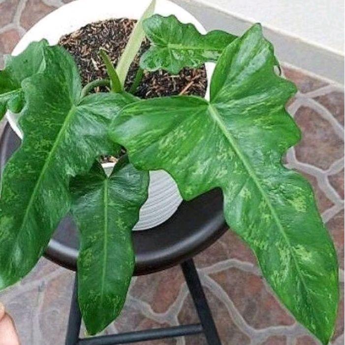 Tanaman Hias philodendron dragon Varigata/philo dragon golden varigata.