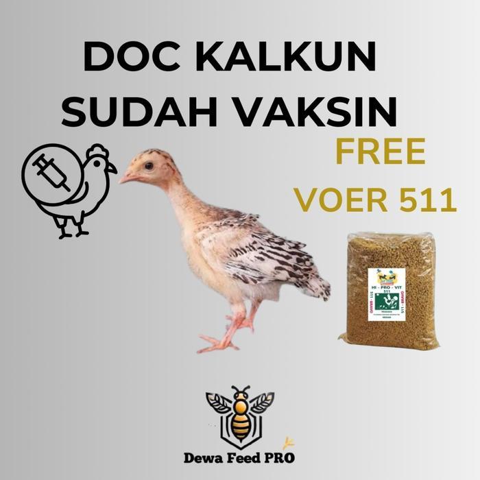 bibit ayam kalkun anak Sudah Vaksin readyyy