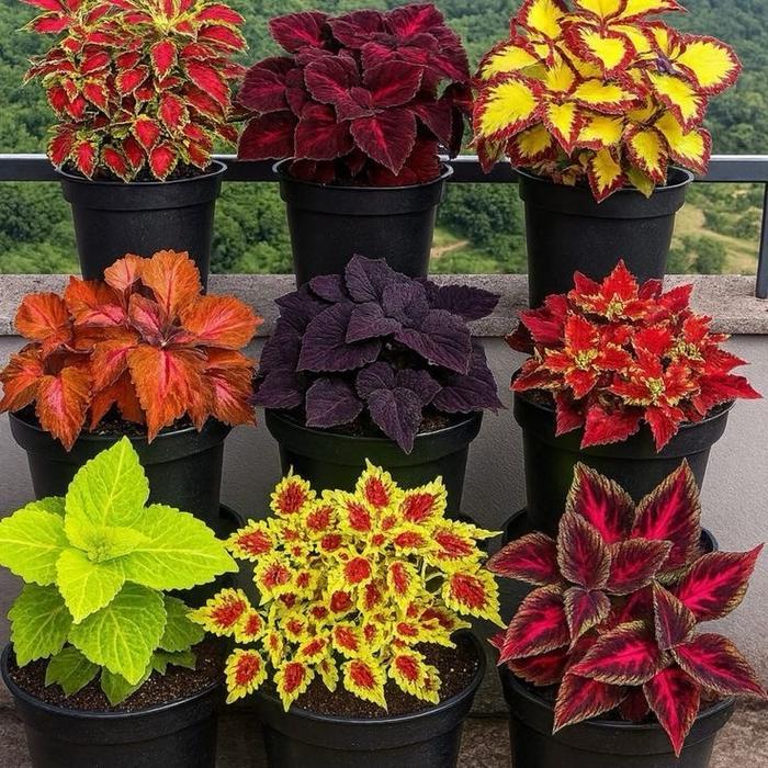 Tanaman hias miana coleus - miana warna warni - sudah berakar - bunga hias miana - tanaman hias