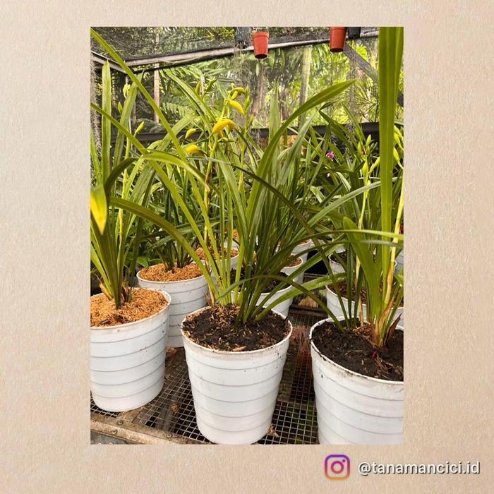 Tanaman Anggrek Tanah Bunga Kuning Berbunga On Pot Hitam Real Pic Rimbun Ready Surabaya Barat Best