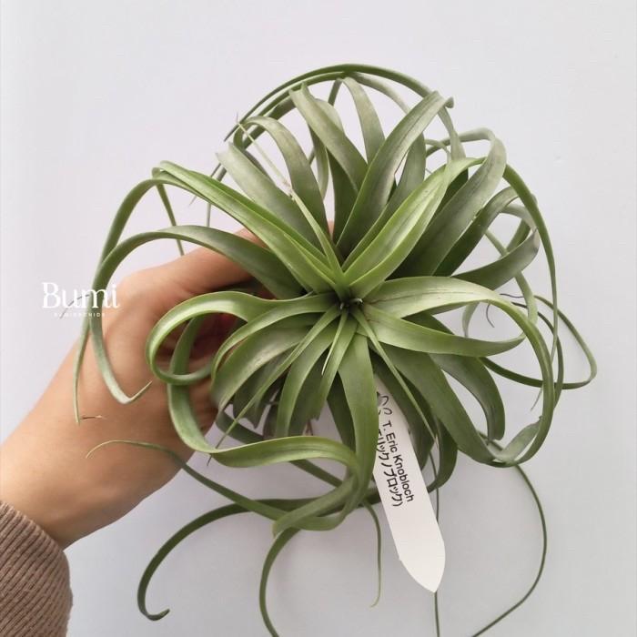 Tillandsia Eric Knobloch - BUMI Orchids Air Plants Tanaman Udara