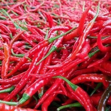 Pesona_Mimin Benih Cabai Tm-999 Cabai Hibrida F1 10 Gram Bibit Cabai Panjang Keriting Tahan Virus