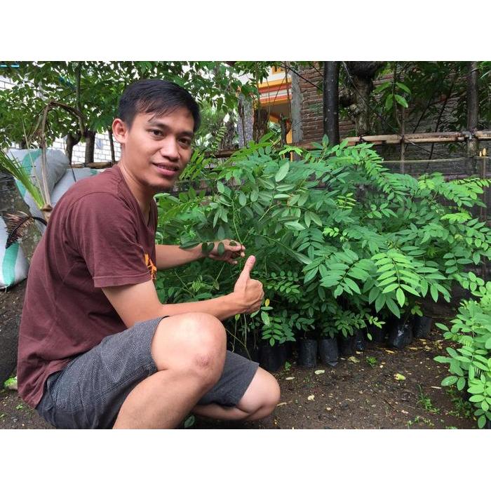 Pesona_Mimin Benih Indigofera Kaliandra Merah Gamal Untuk Pakan Ternak