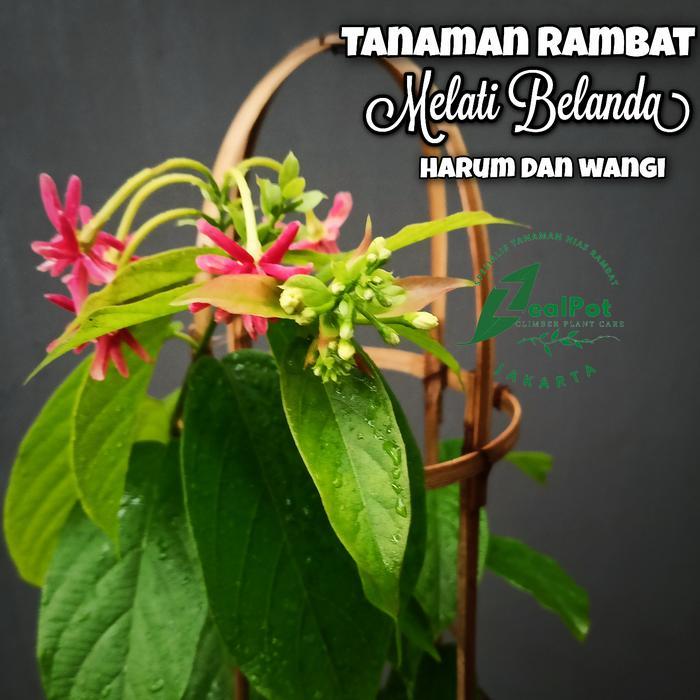 tanaman hias rambat bunga melati belanda - Tanaman Pagar - Pohon rambat