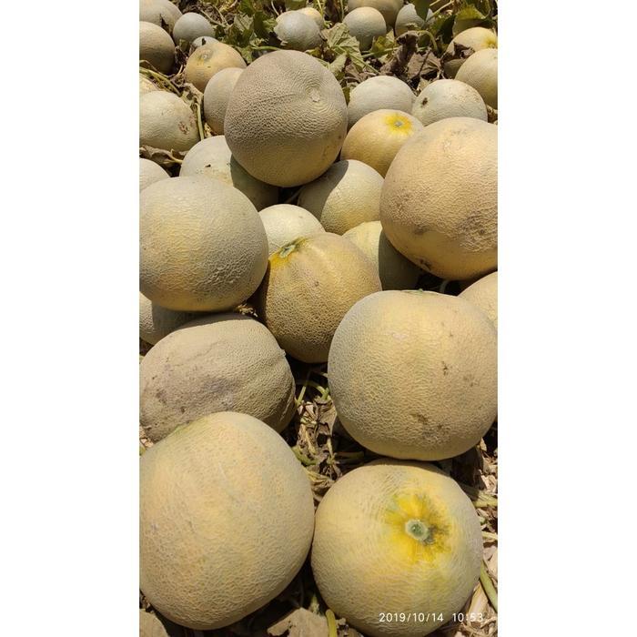 Little_Little_ Benih Sp Bibit Melon Madu Madurasa F1 50 Bjii Tahan Virus Bibit You Seed Small Pouch