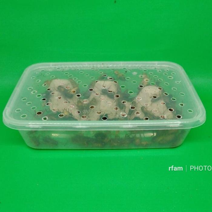 JANGKRIK ALAM 50 EKOR + KOTAK MIKA PAKAN BURUNG IKAN ARWANA ALIGATOR