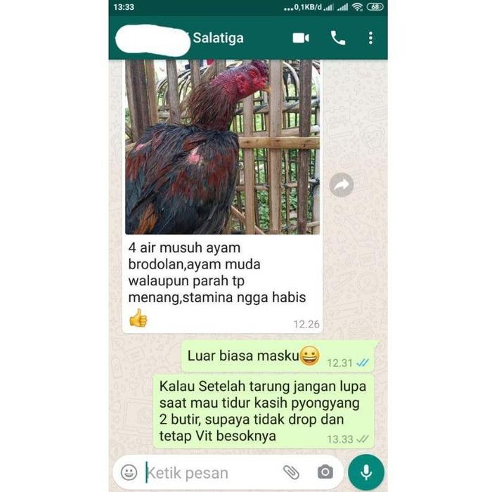 NEW PRODUCT JAMU PYONGYANG VVIP (KHUSUS SIAP TARUNG) AYAM