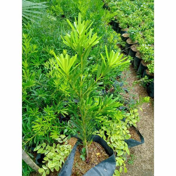 Pesona_Mimin Pohon Lohansung Cincuan Tanaman Hias Bibit Bonsai Lohansung Taiwan