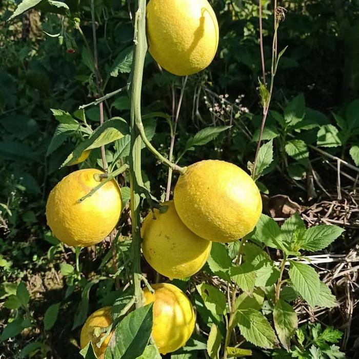 Bibit Lemon California - Lemon Amerika