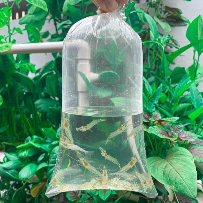 Pakan Udang Hidup / Pakan Hidup Ikan Predator