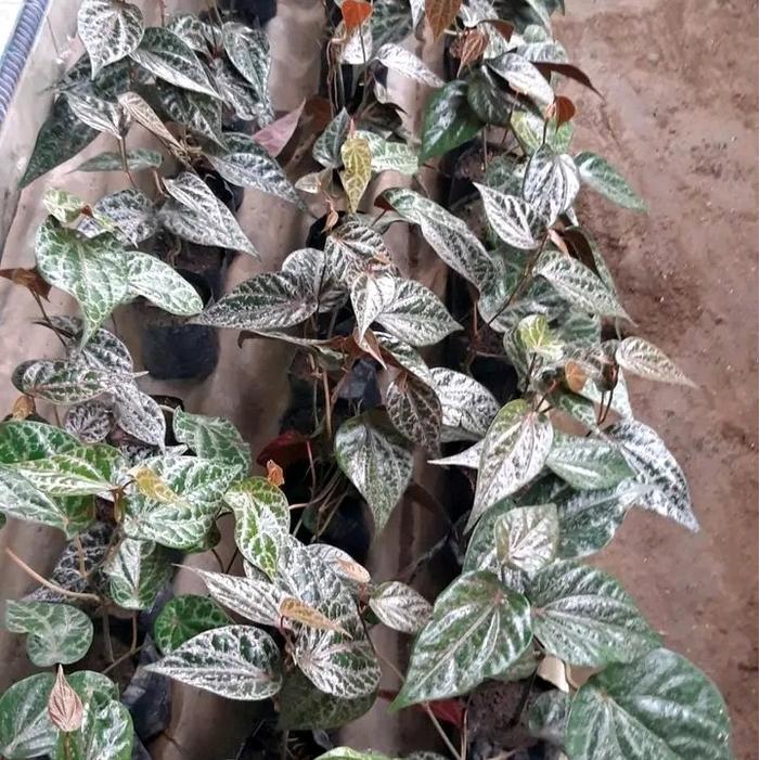 BENIH BIBIT SIRIH MERAH ( 2 BIBIT SIRIH MERAH )