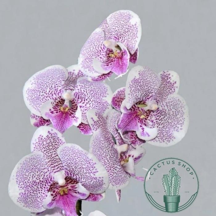 Koralineshop Anggrek Dendrobium / Tanaman Hidup Anggrek Dendrobium Bunga Hidup Anggrek Dendrobium /
