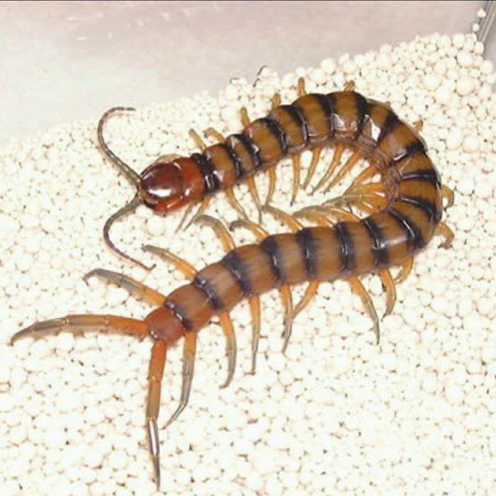 Kelabang Merah - Lipan - Beli 10 Free Toples - Pakan Ikan Arwana Dll