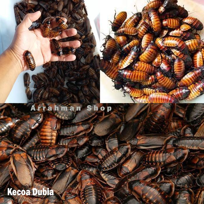 kecoa dubia per 10 ekor makanan ikan predator - kecoa dubia hidup segar pakan ikan umpan pancing