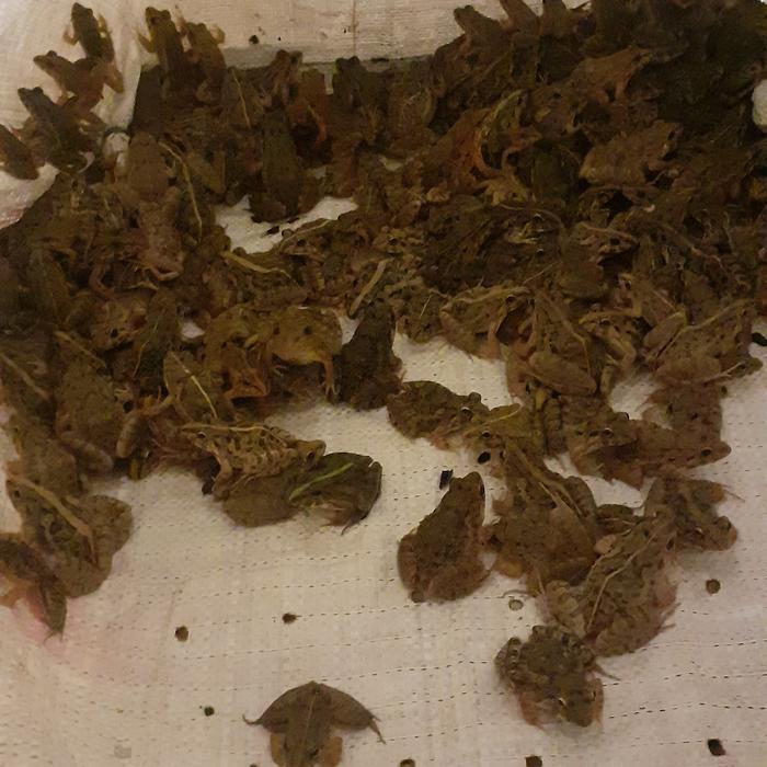 kodok sawah hidup - pakan ikan arwana - pakan ikan predator